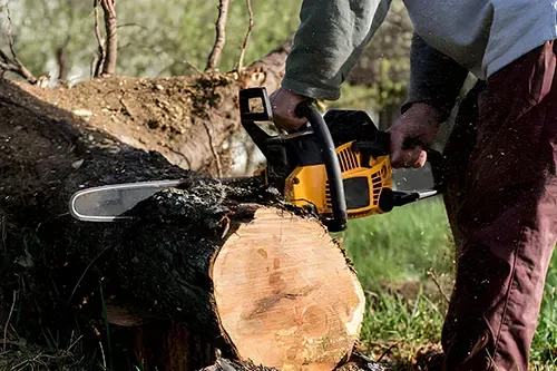 tree removal maplewood