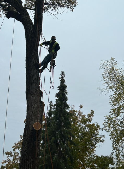 Tree Service Maplewood MN