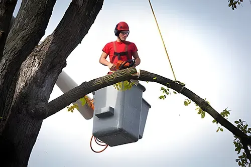 Maplewood Tree Service