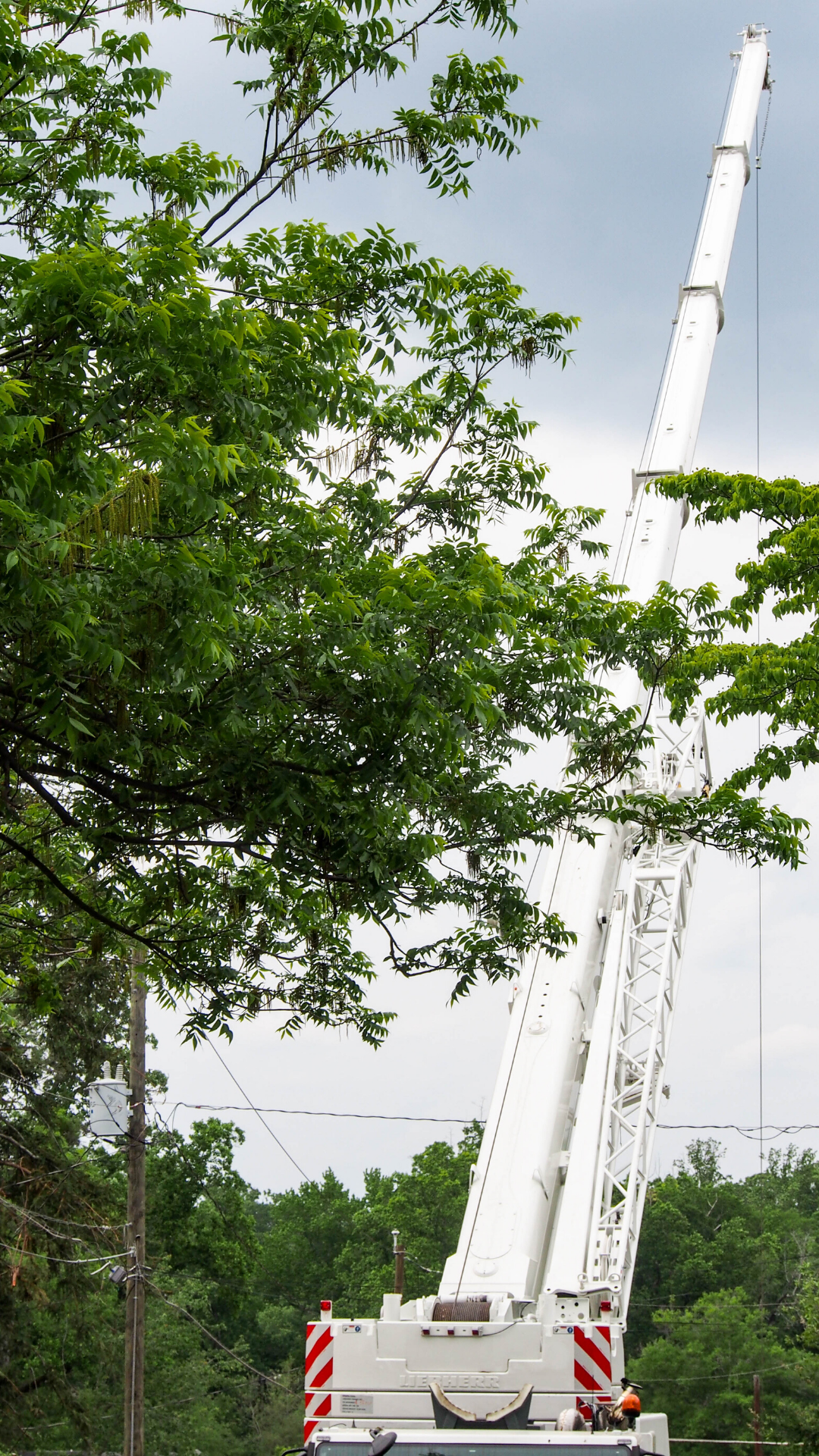 tree removal near me