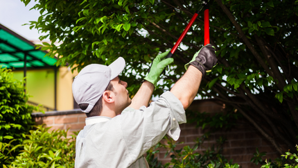 Tree Service Maplewood MN | Tree Removal | Tree Trimming