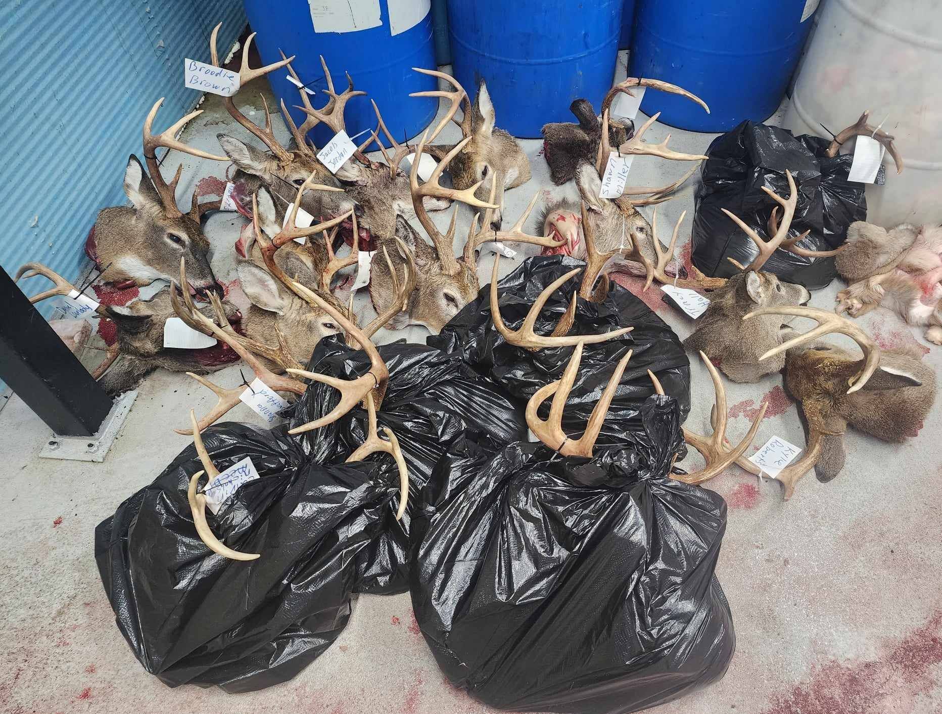Deer antlers and heads on the floor near blue barrels. Some heads are in black bags.