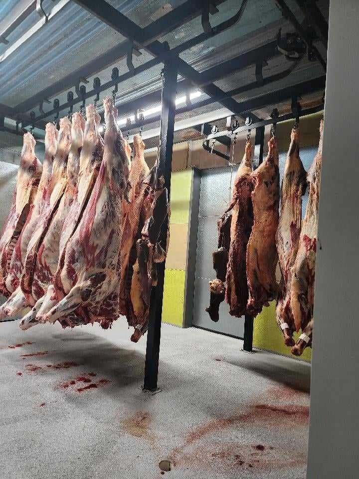 Carcasses of butchered animals hanging in a refrigerated slaughterhouse.
