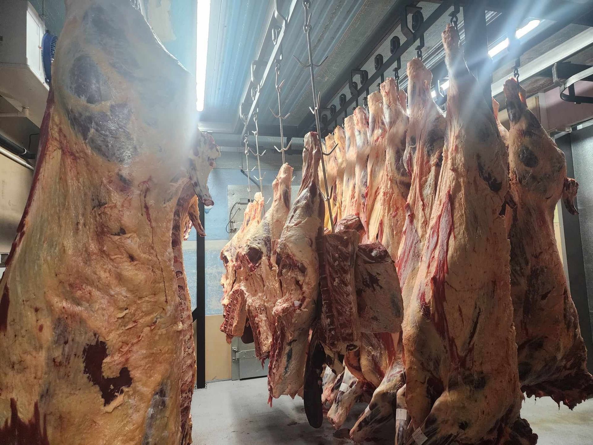 Carcasses of beef hanging on hooks in a refrigerated room.