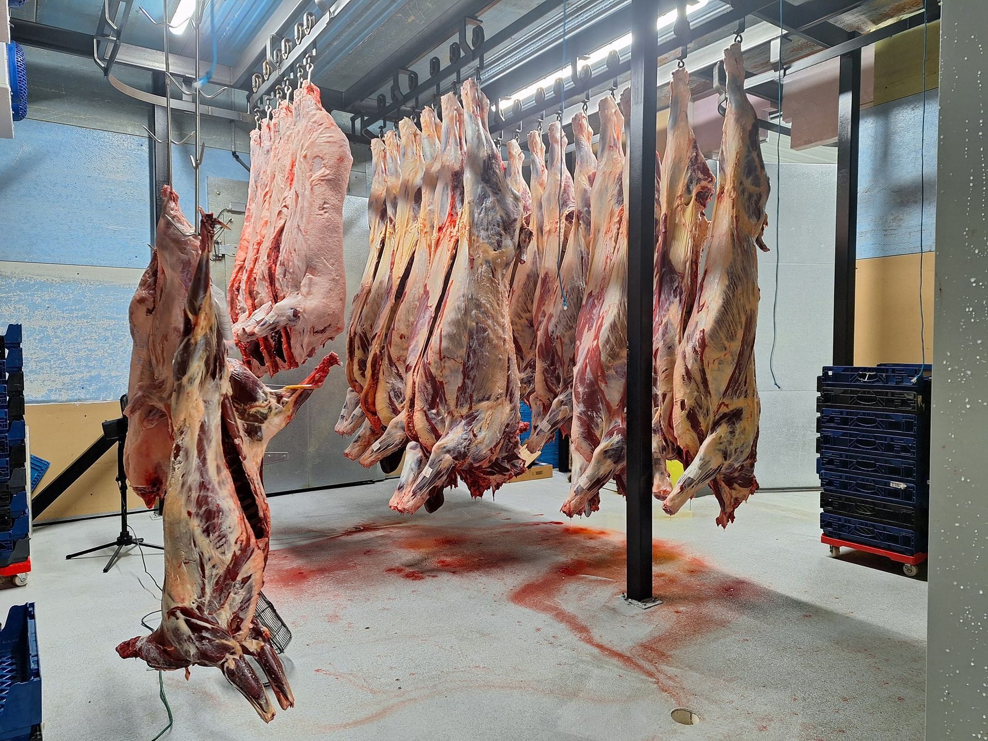 Carcasses of butchered animals hanging in a refrigerated meat processing room, red stains on floor.