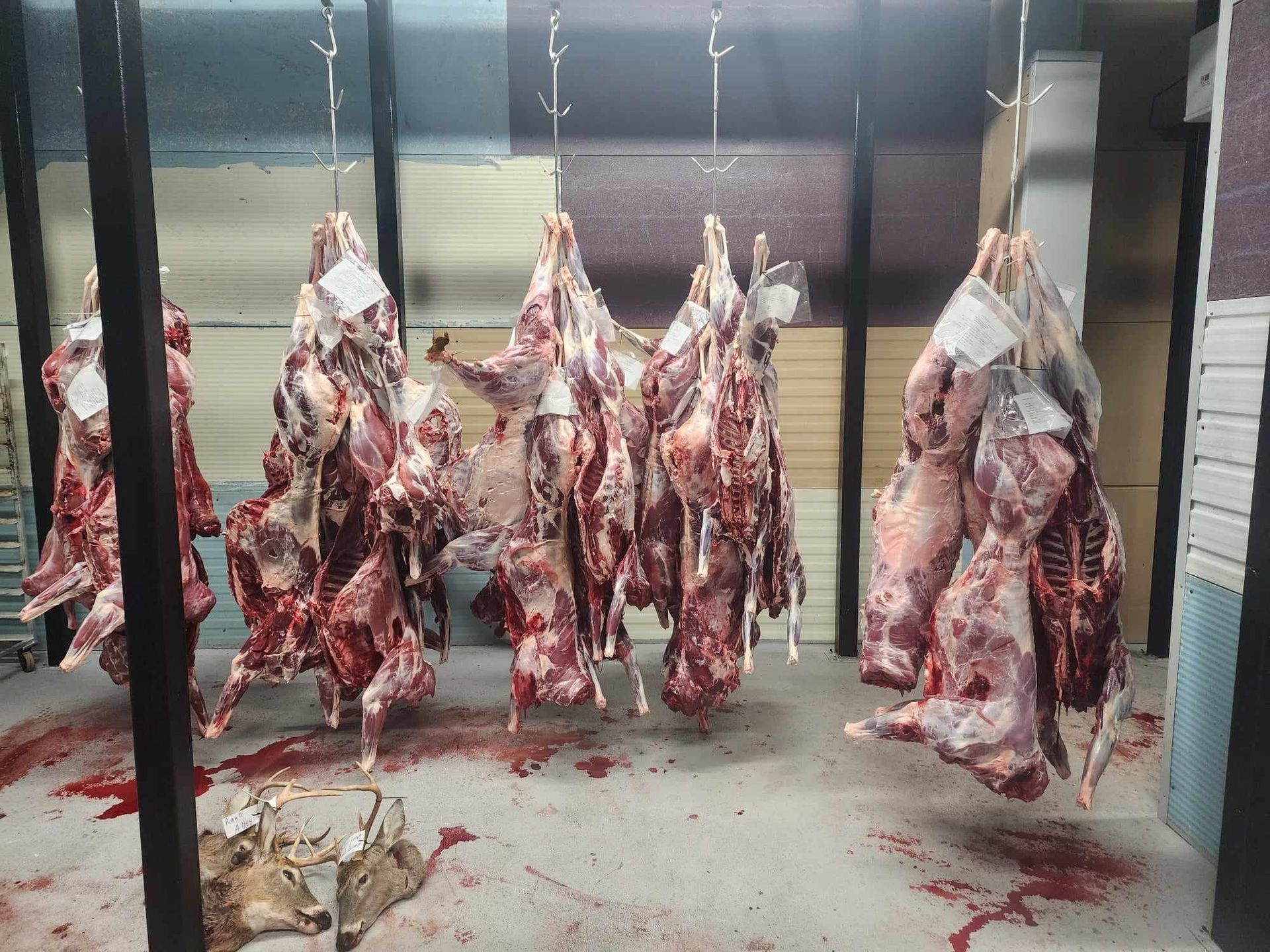Butcher shop, carcasses hanging from hooks, blood on the floor.