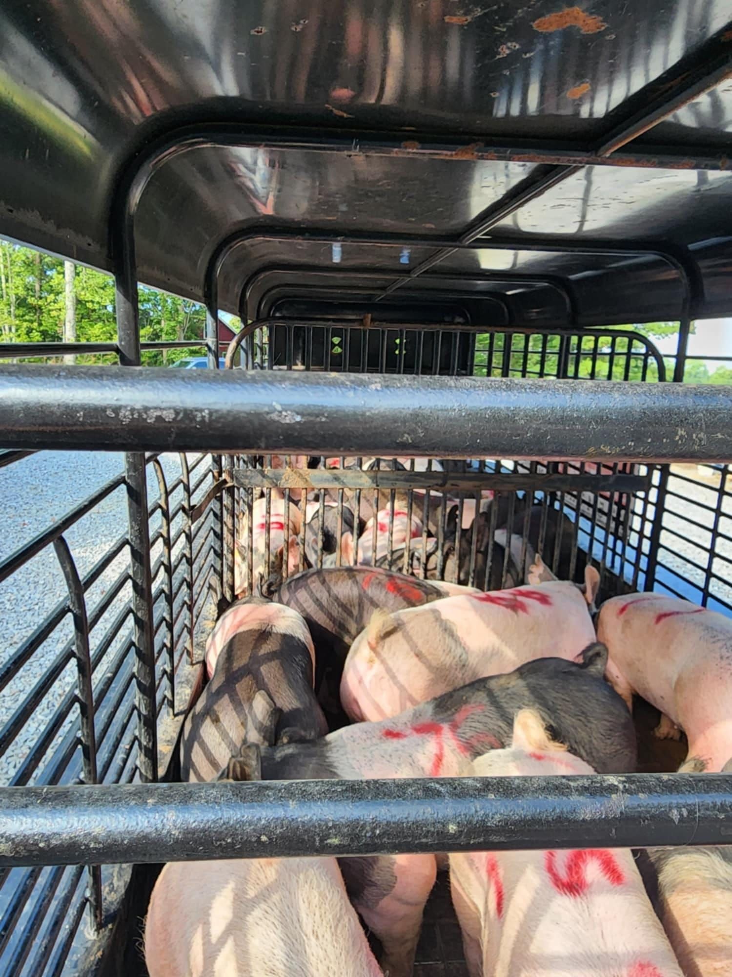 Pigs in a metal cage in the back of a black truck. The pigs are pink, black and white.