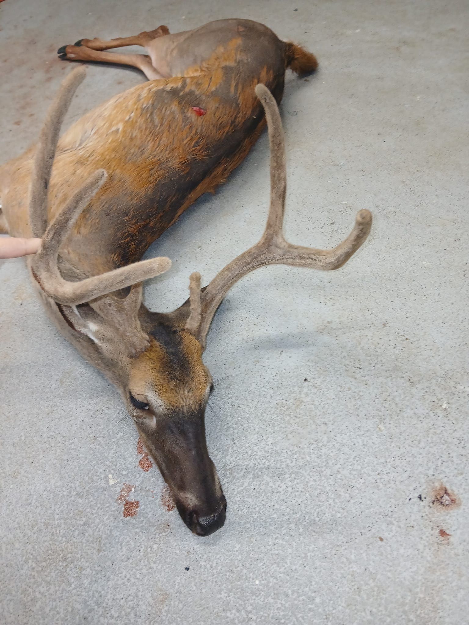 Dead deer lying on gray concrete floor; large antlers, blood.