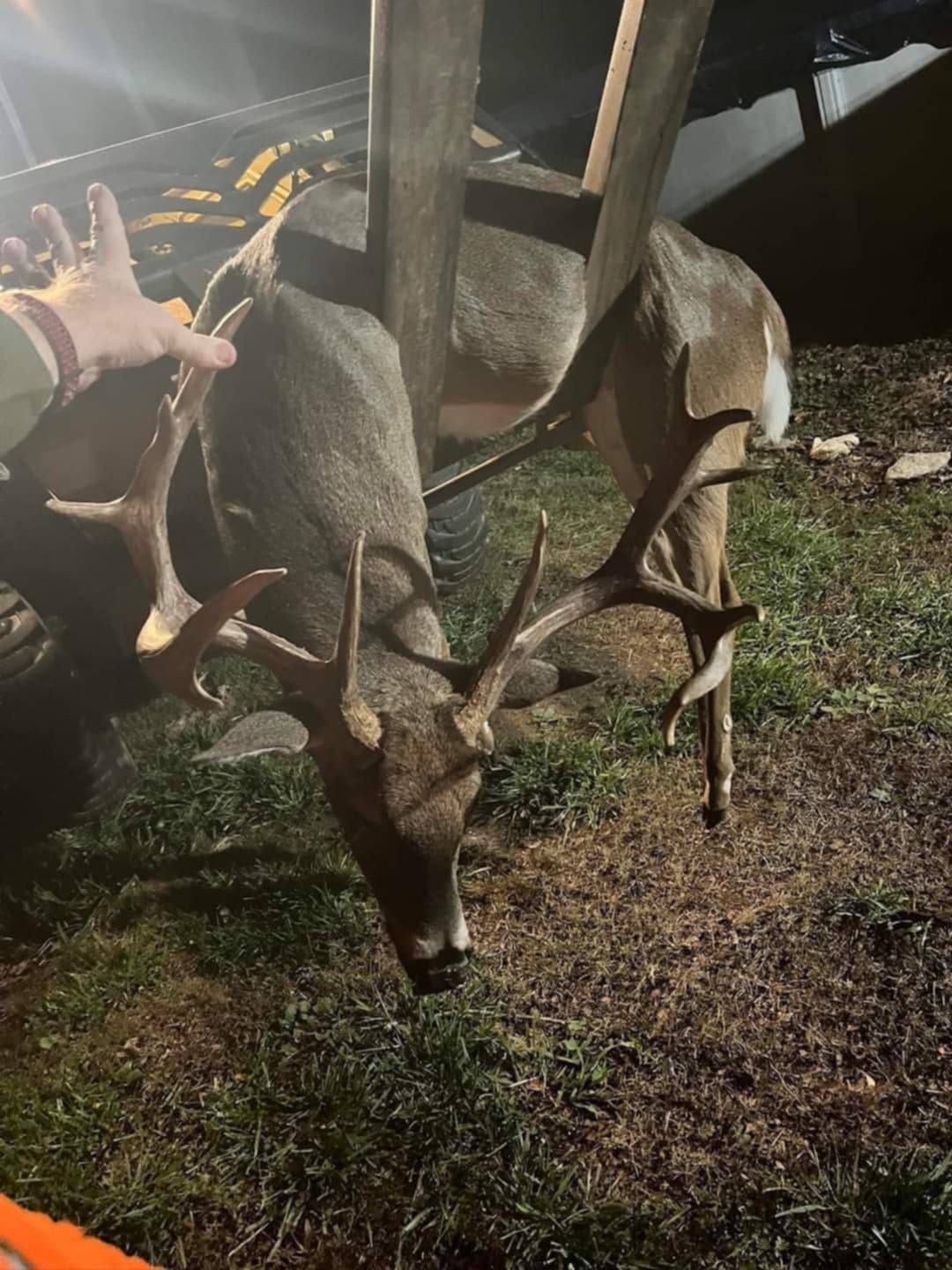 Mature buck deer with large antlers, held up in a beam support.