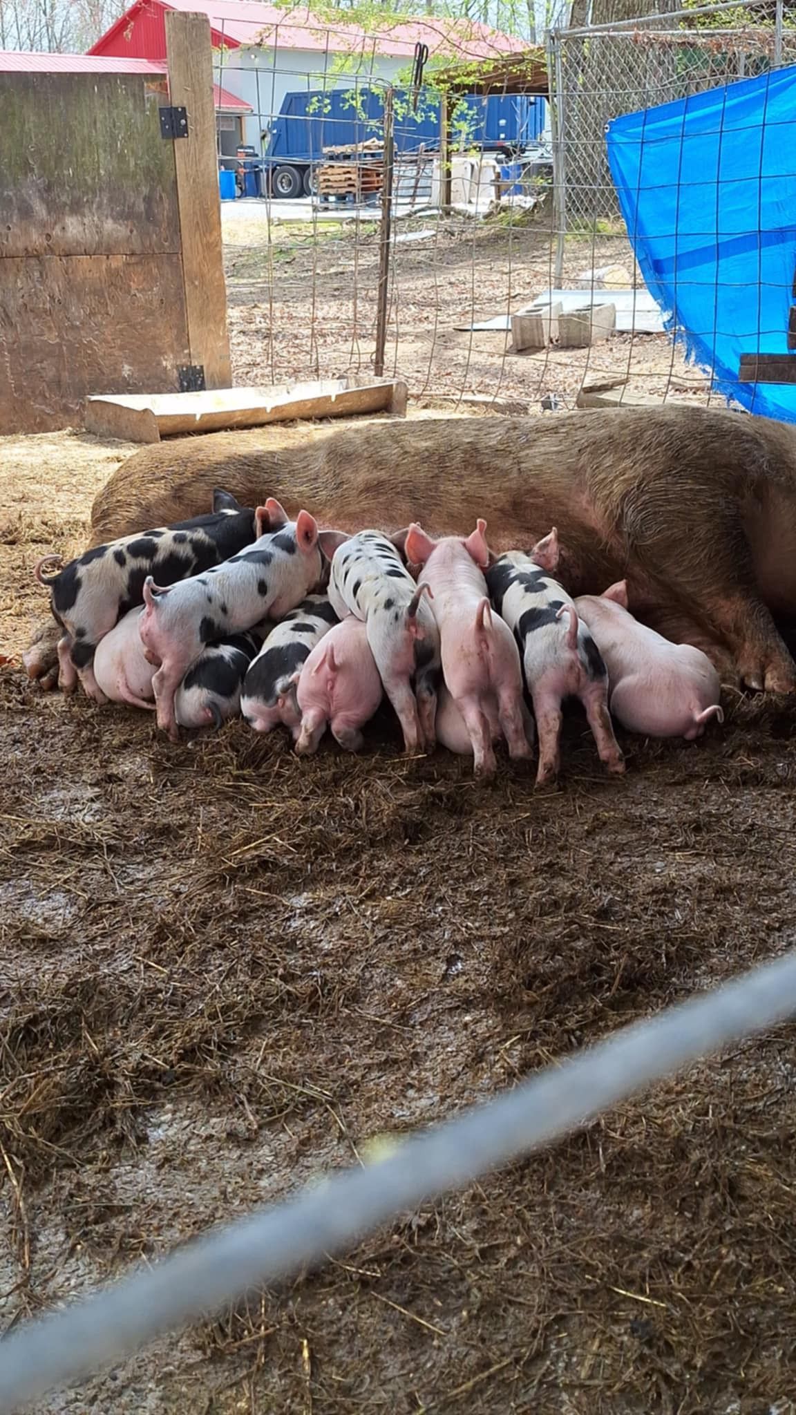 Group of piglets, pink and black spotted, huddled together on muddy ground near a fence.