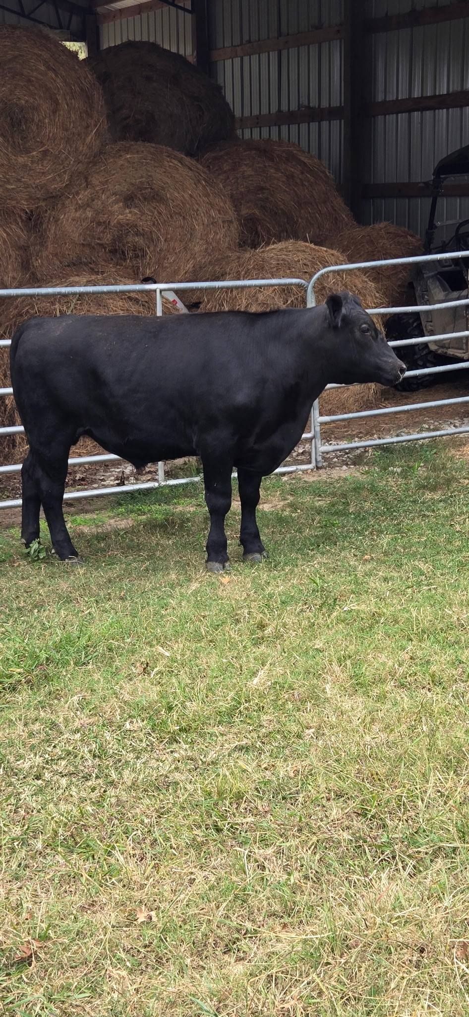 A black cow standing in a grassy area, with hay bales in the background. A fence surrounds the cow.