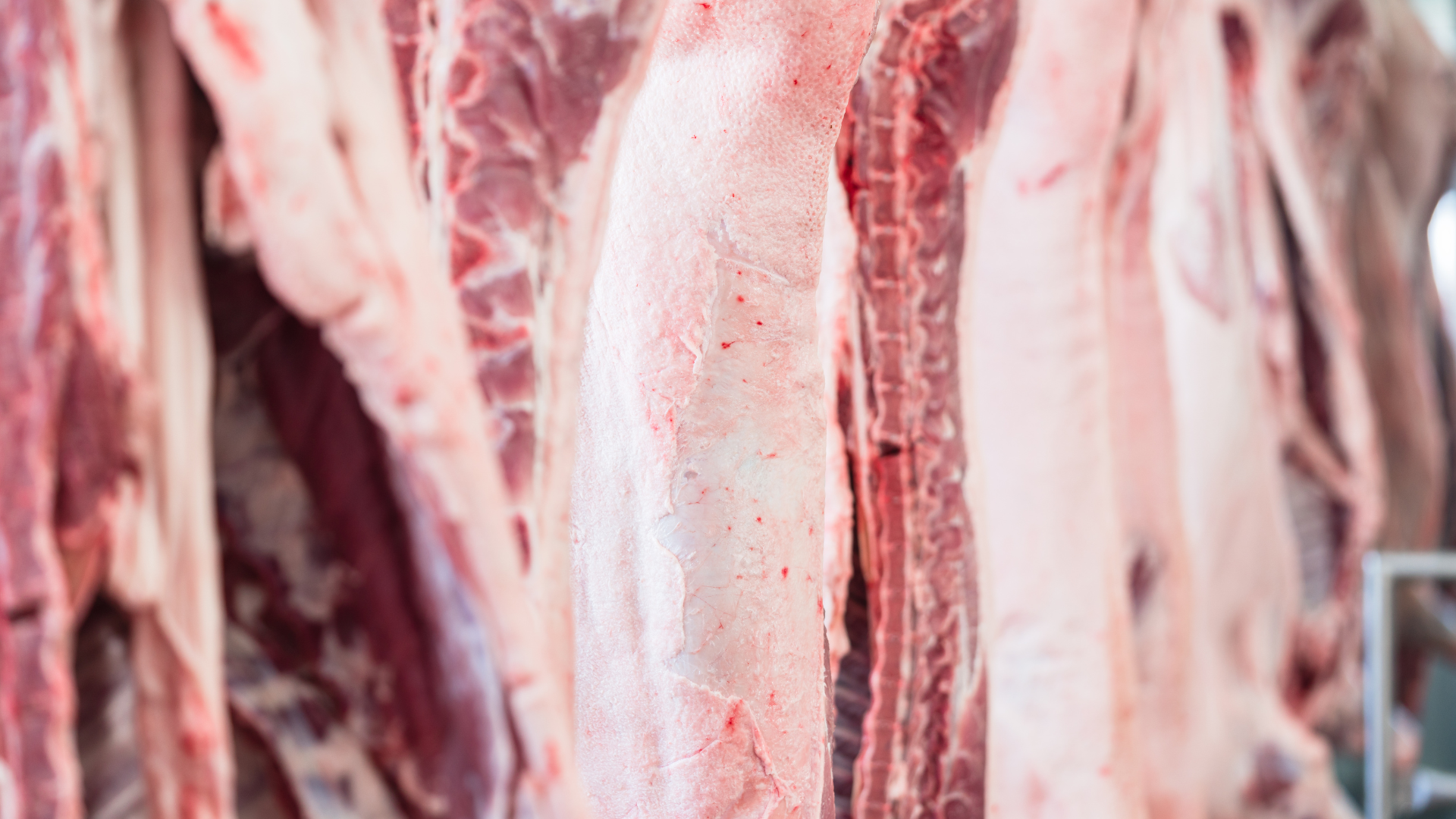 Butchered animal carcasses hanging in a meat locker, showing raw red and pink meat.
