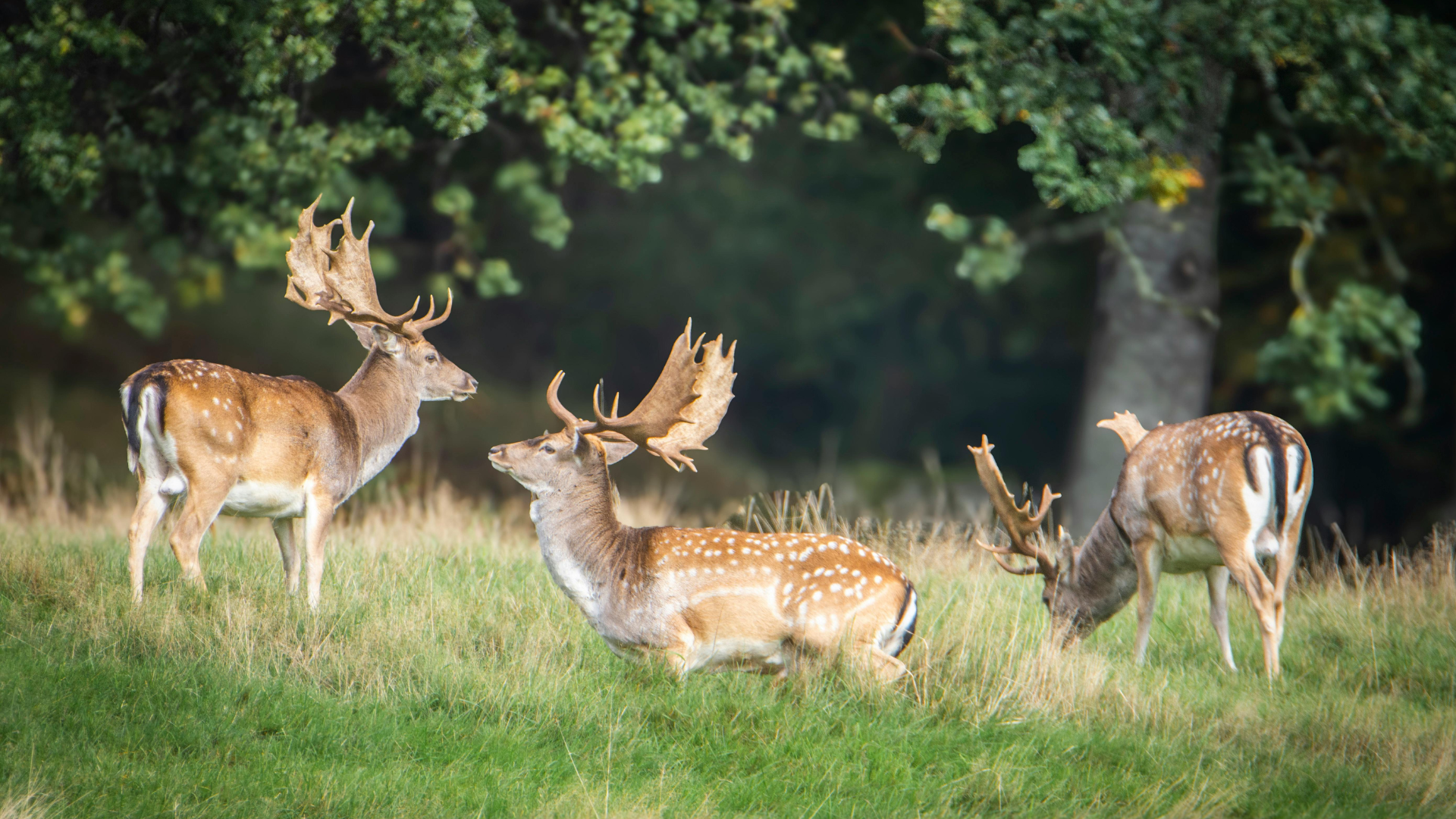 Three spotted deer with large antlers graze in a grassy field, with trees in the background.