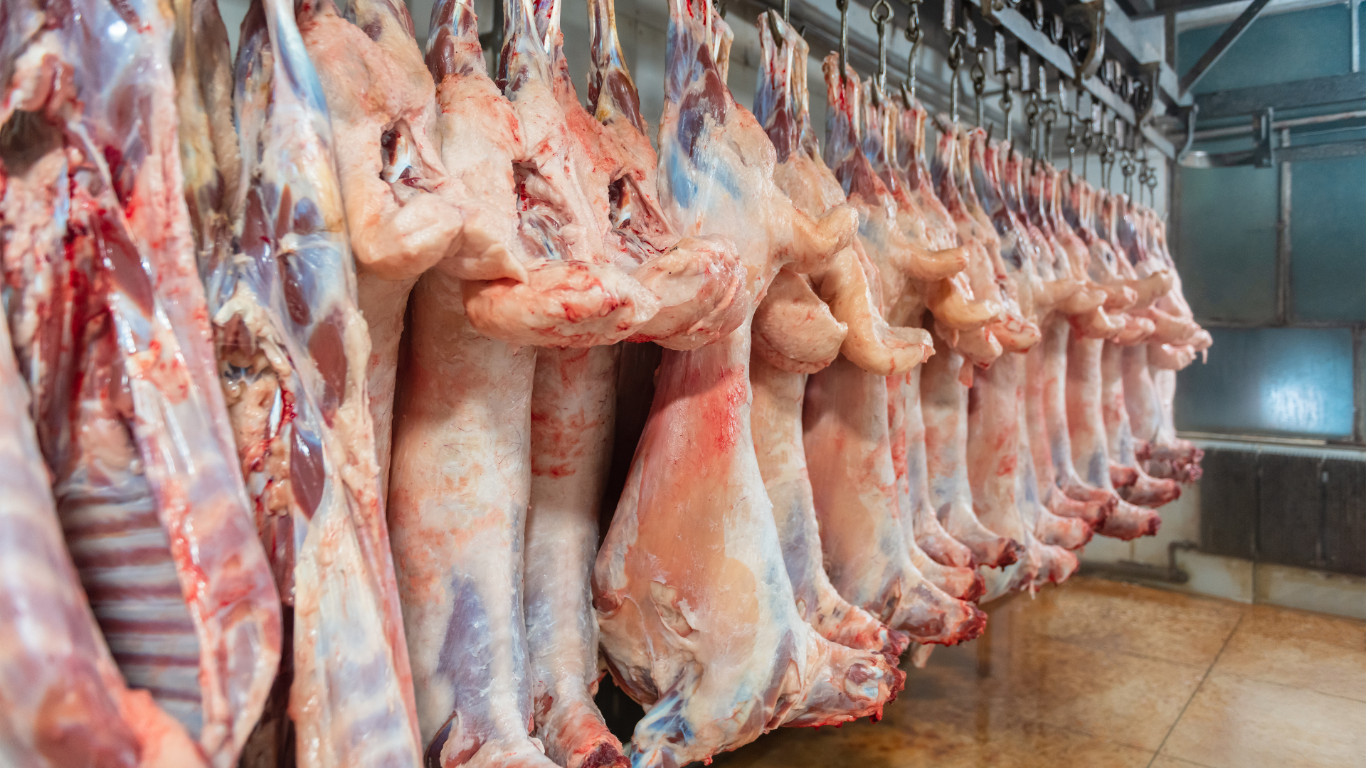 Rows of butchered meat hanging in a processing facility.