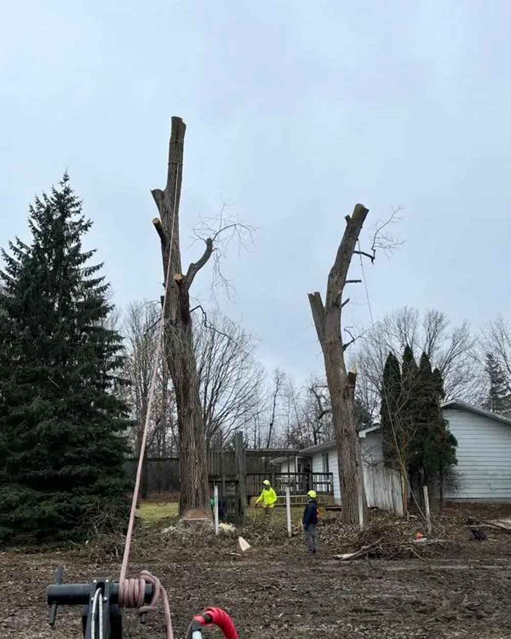 A group of people are working on a tree in a yard.
