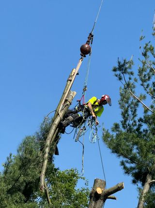 A man is hanging from a crane in a tree