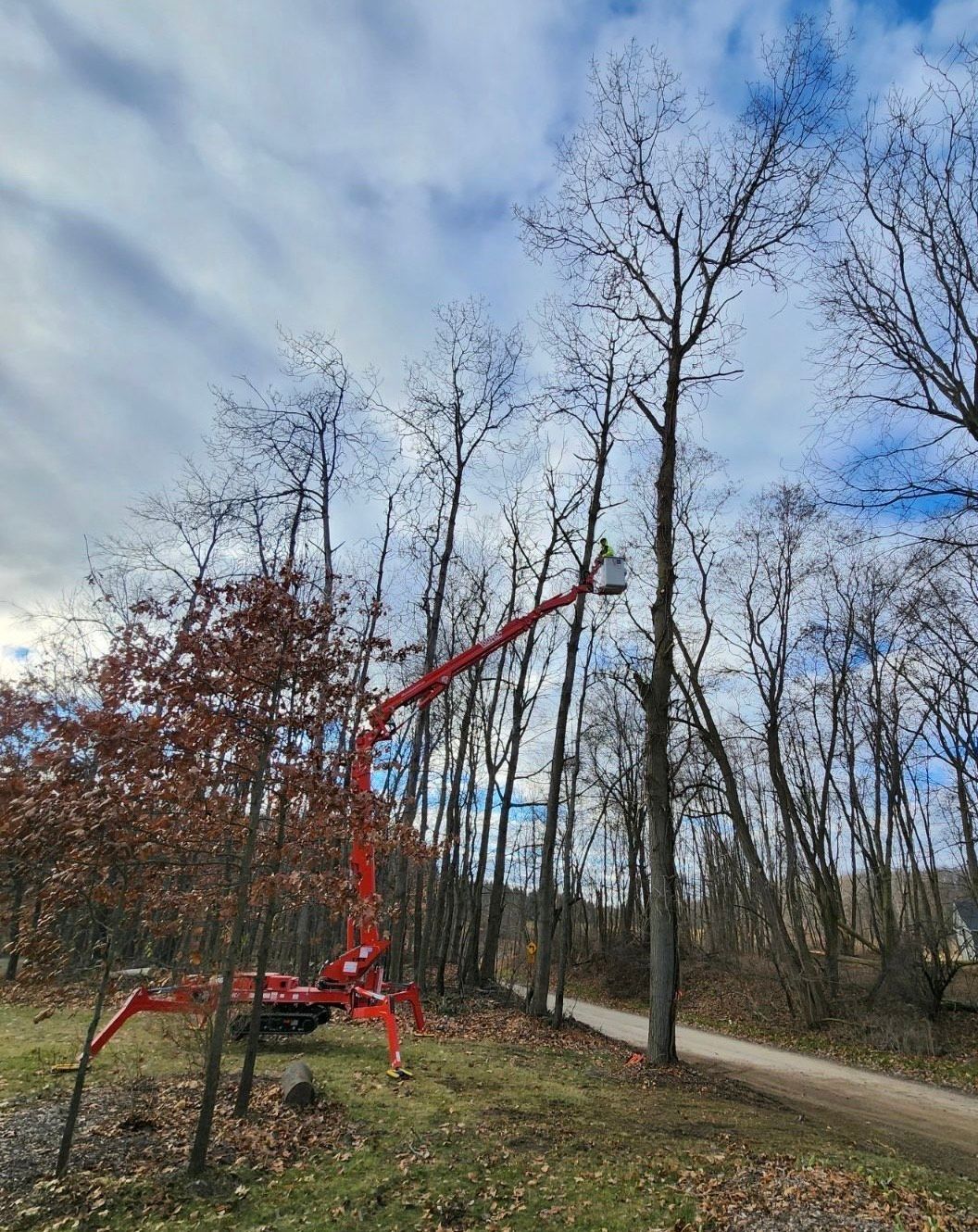 A red crane is cutting a tree in the woods.