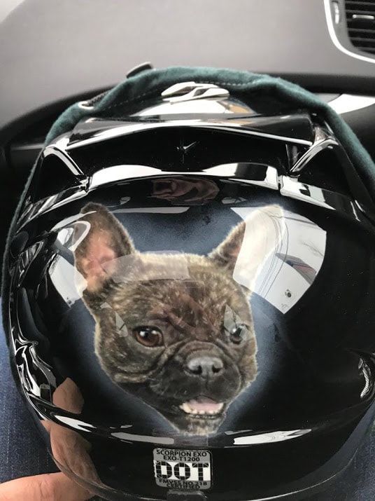 A person is holding a helmet with a picture of a dog on it