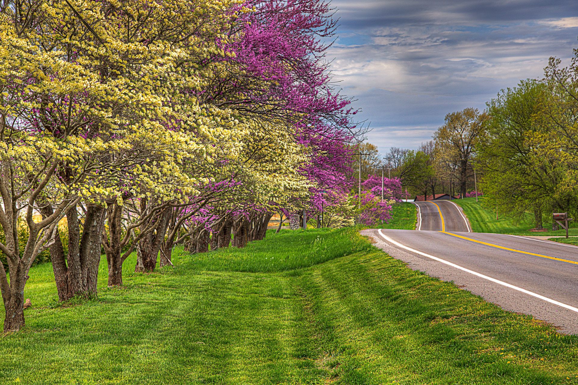 A row of trees with purple flowers along the side of a road.