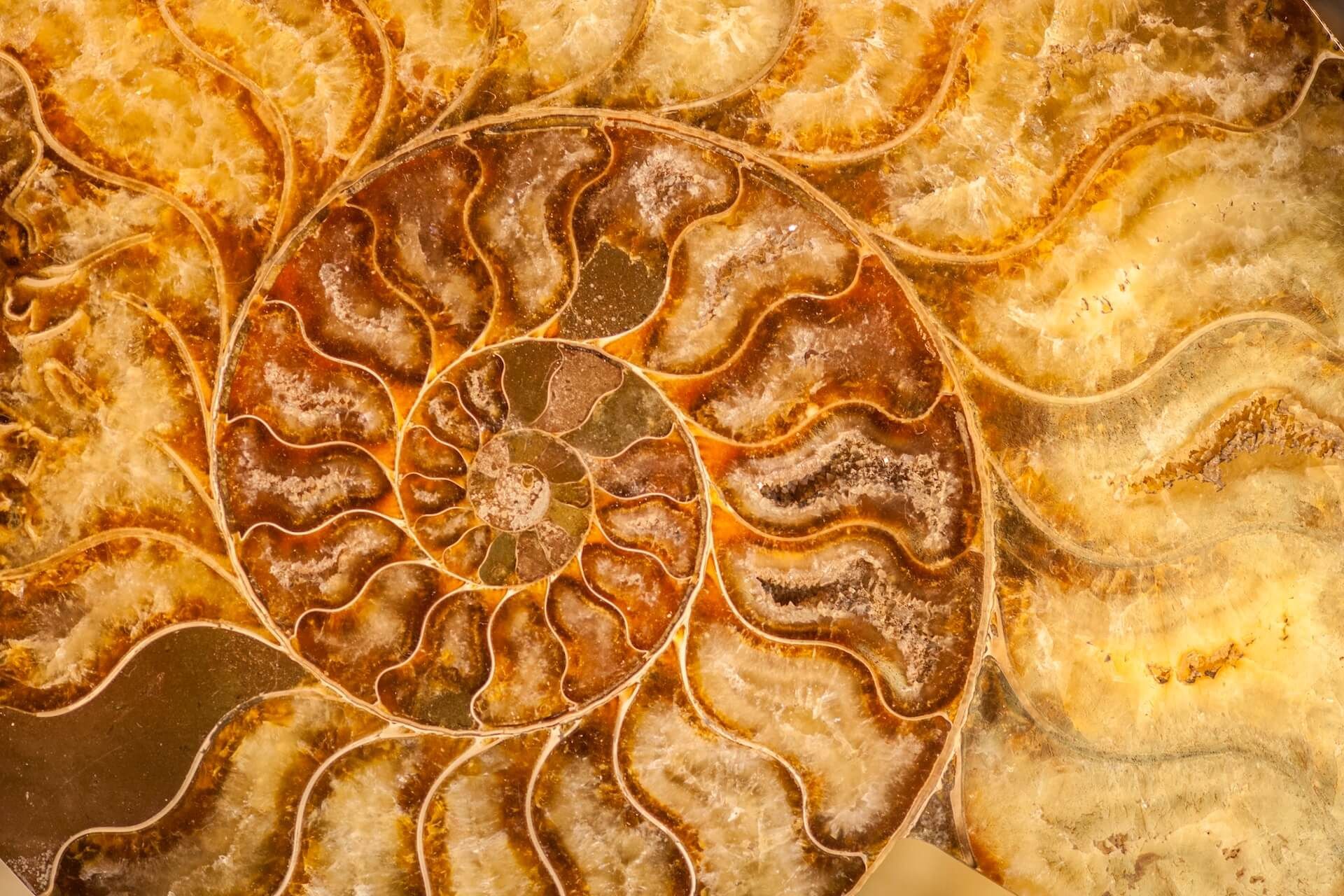 Close-up of a fossilized ammonite, displaying a spiral pattern of amber and brown hues.