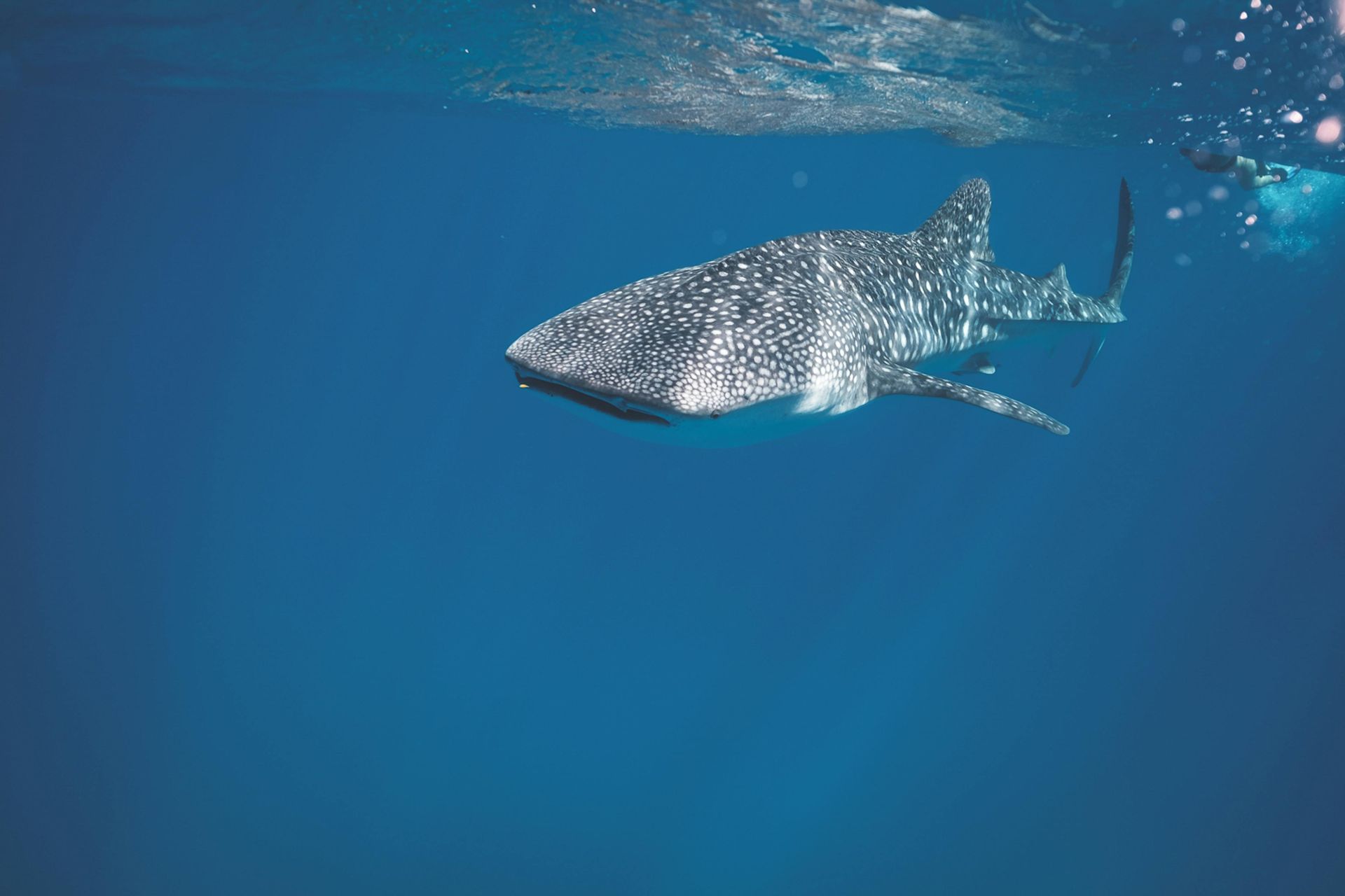 Whale shark swims in clear blue ocean water, spotted pattern on body.