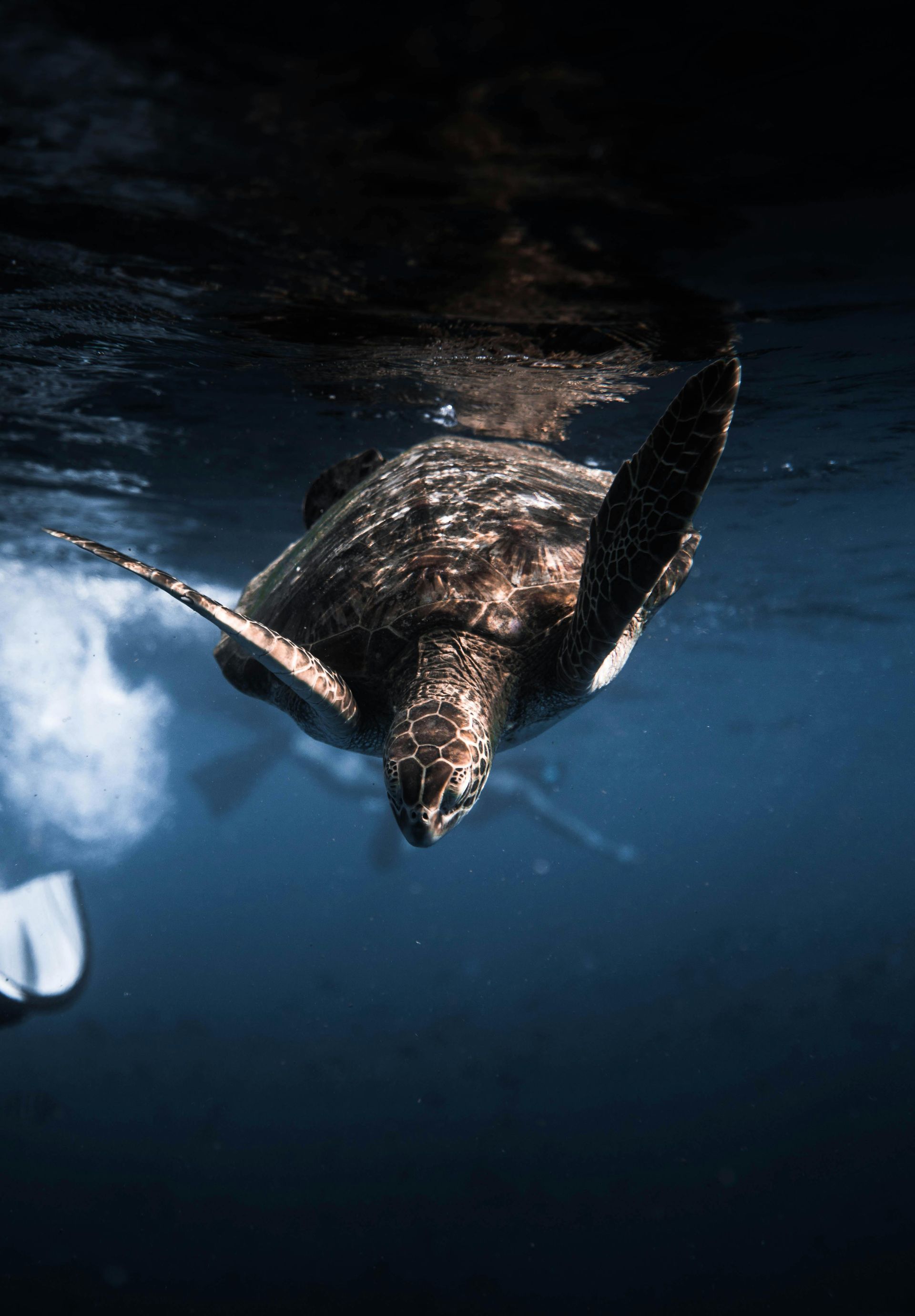 Sea turtle swims underwater towards the camera, surrounded by blue water. A diver is visible in the background.