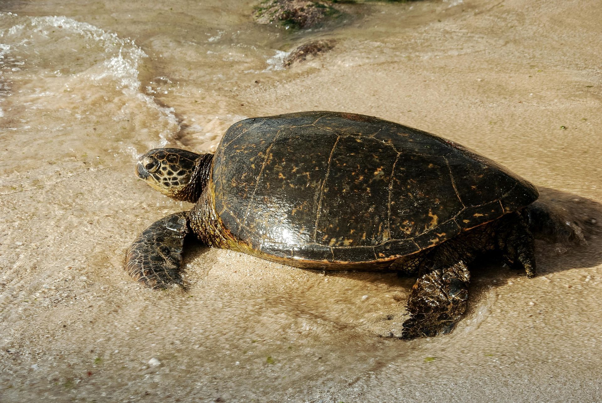 Sea turtle on a sandy beach, wet from the waves.