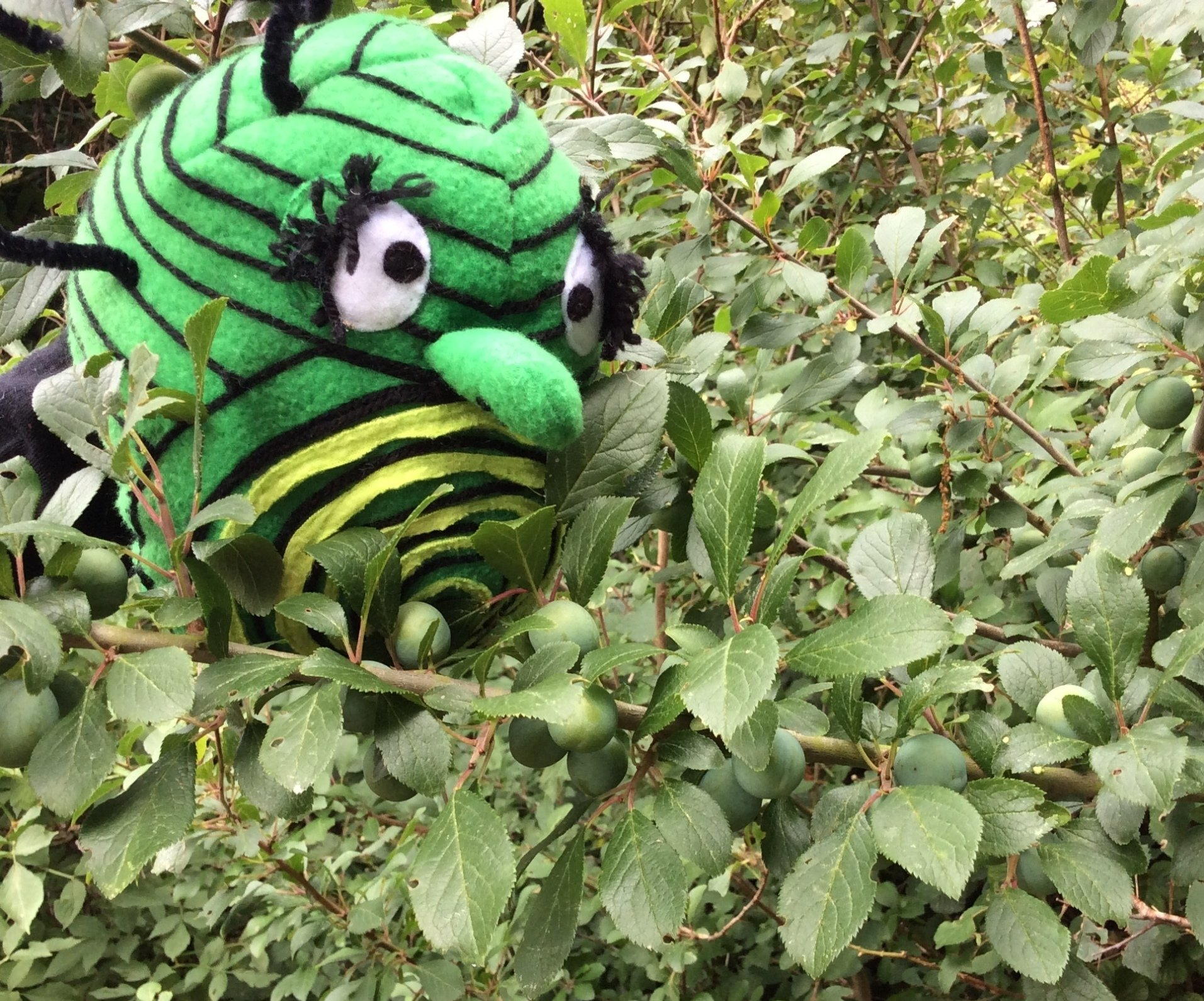 Tummy Bug looking at berries