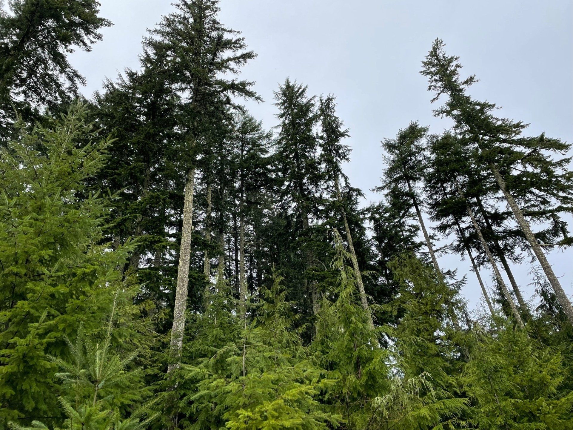 Mature trees in the Taylor Downhill Sorts timber sale tower above a surrounding landscape of clearcuts and young timber plantations. 
