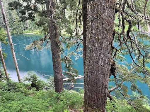Trees frame a turquoise lake, viewed through lush green undergrowth in a forest.