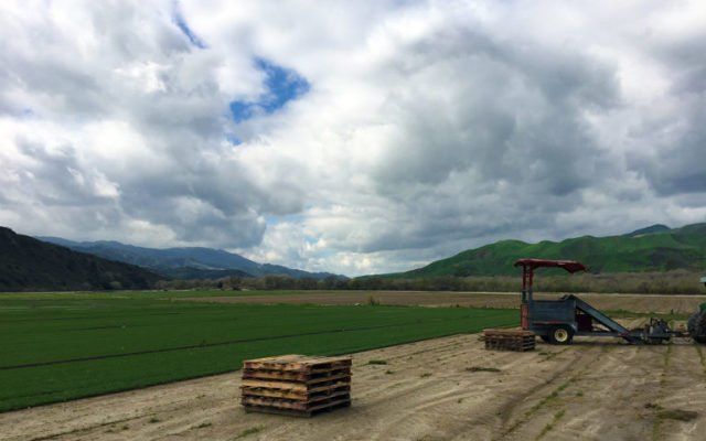 Fresh Sod — Sod Being Harvested in Field in North Hills, CA