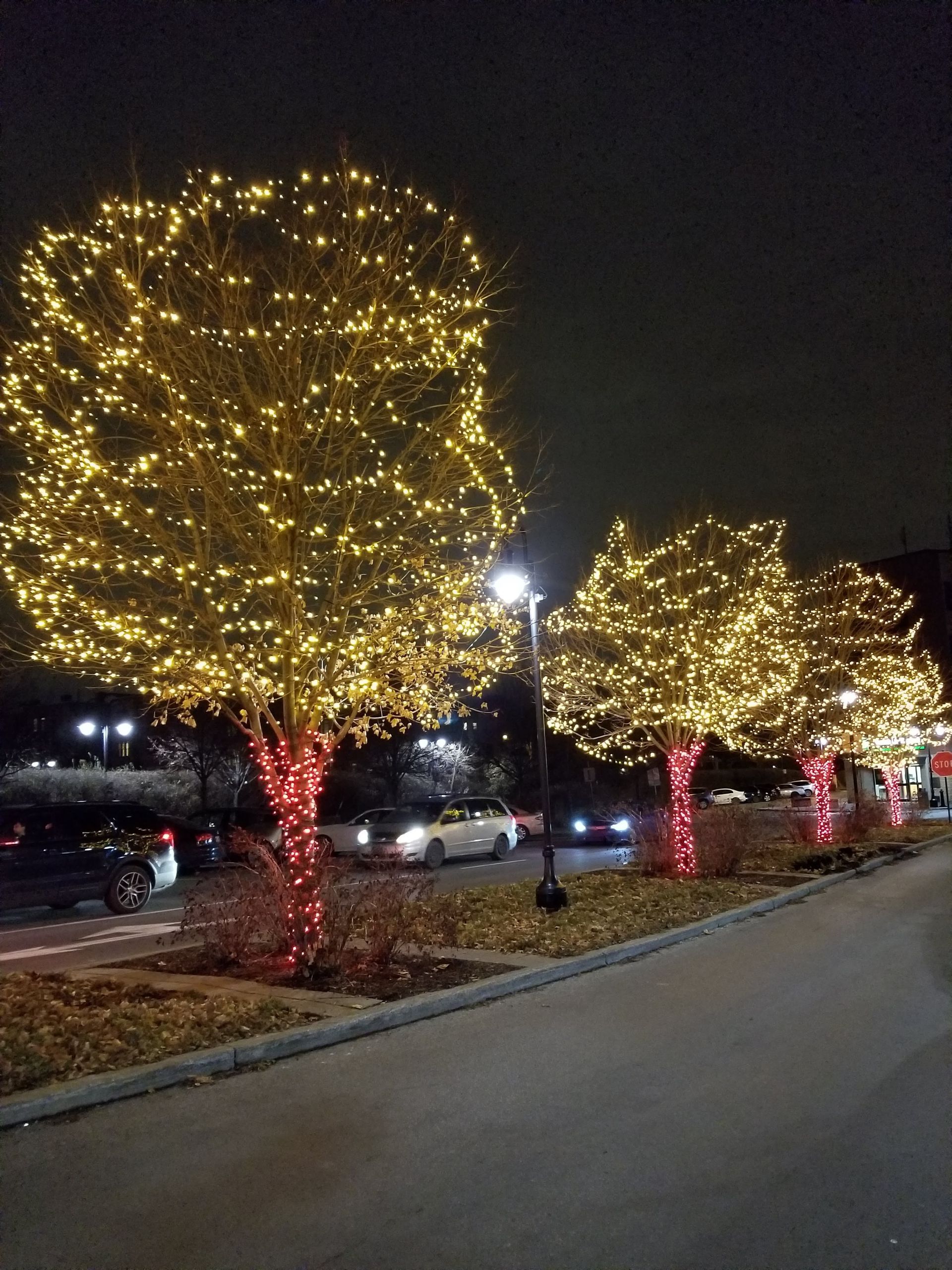 A row of trees decorated with christmas lights in a parking lot at night.