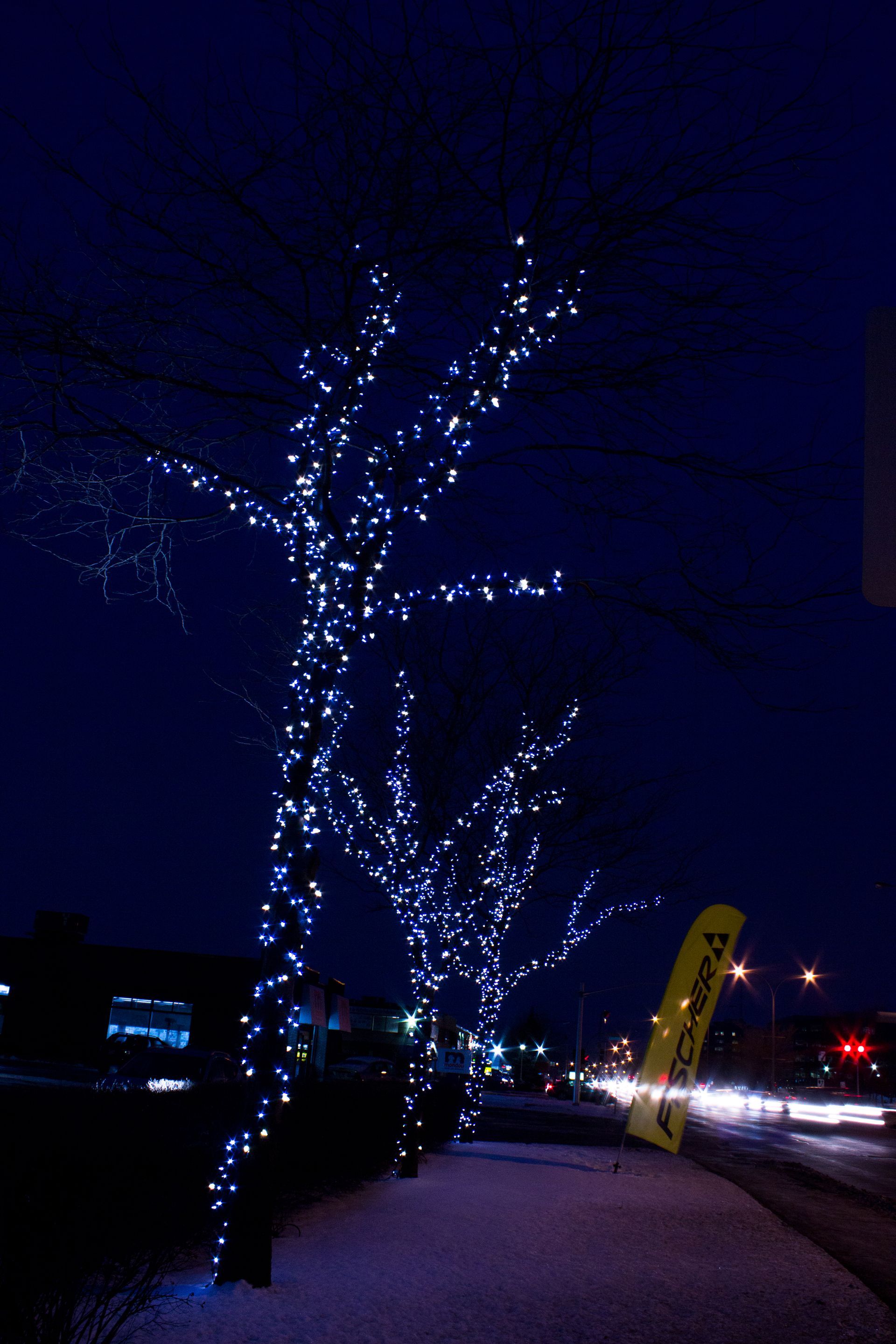 A row of trees with christmas lights on them at night