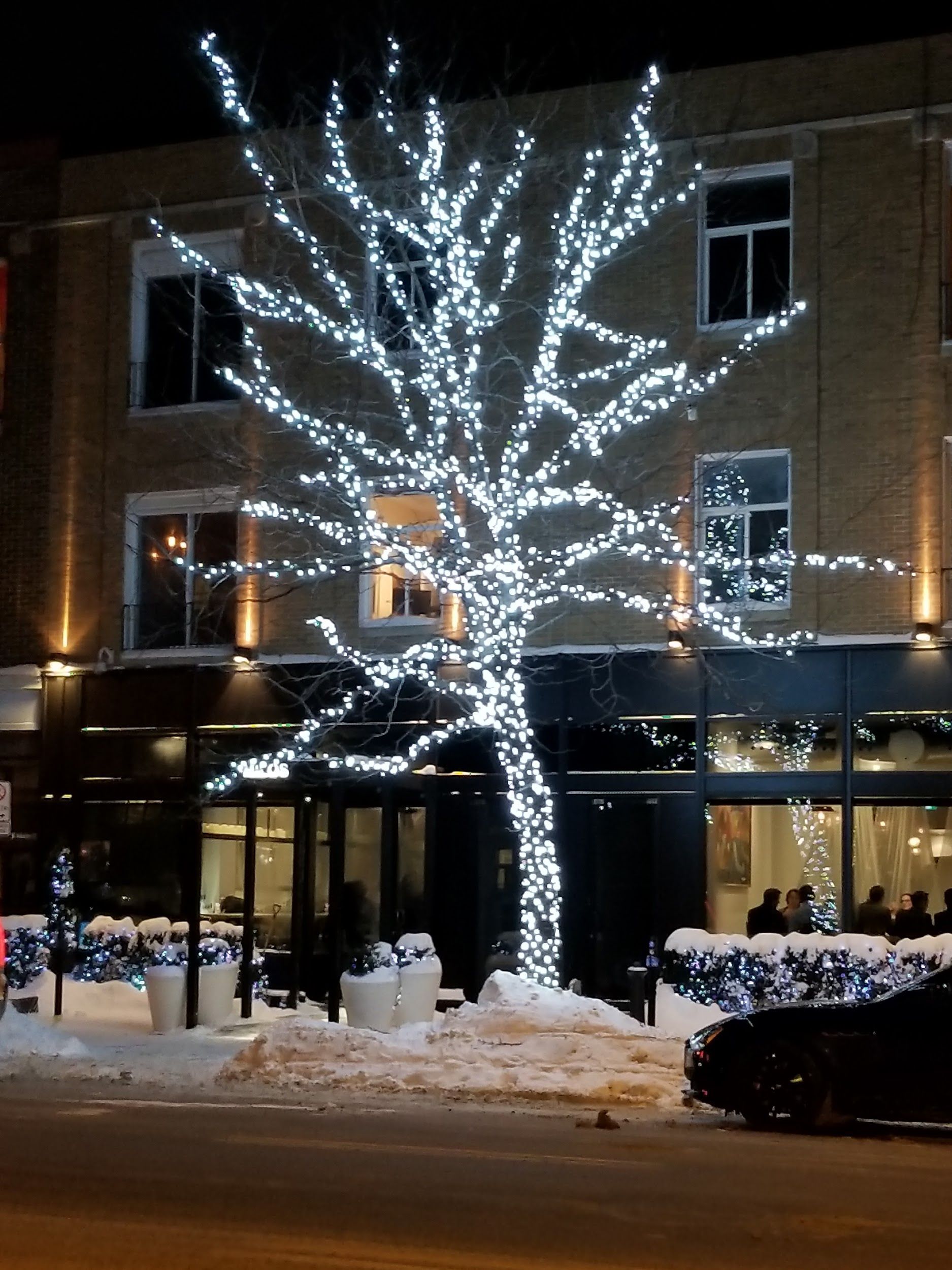 A tree with christmas lights on it in front of a building