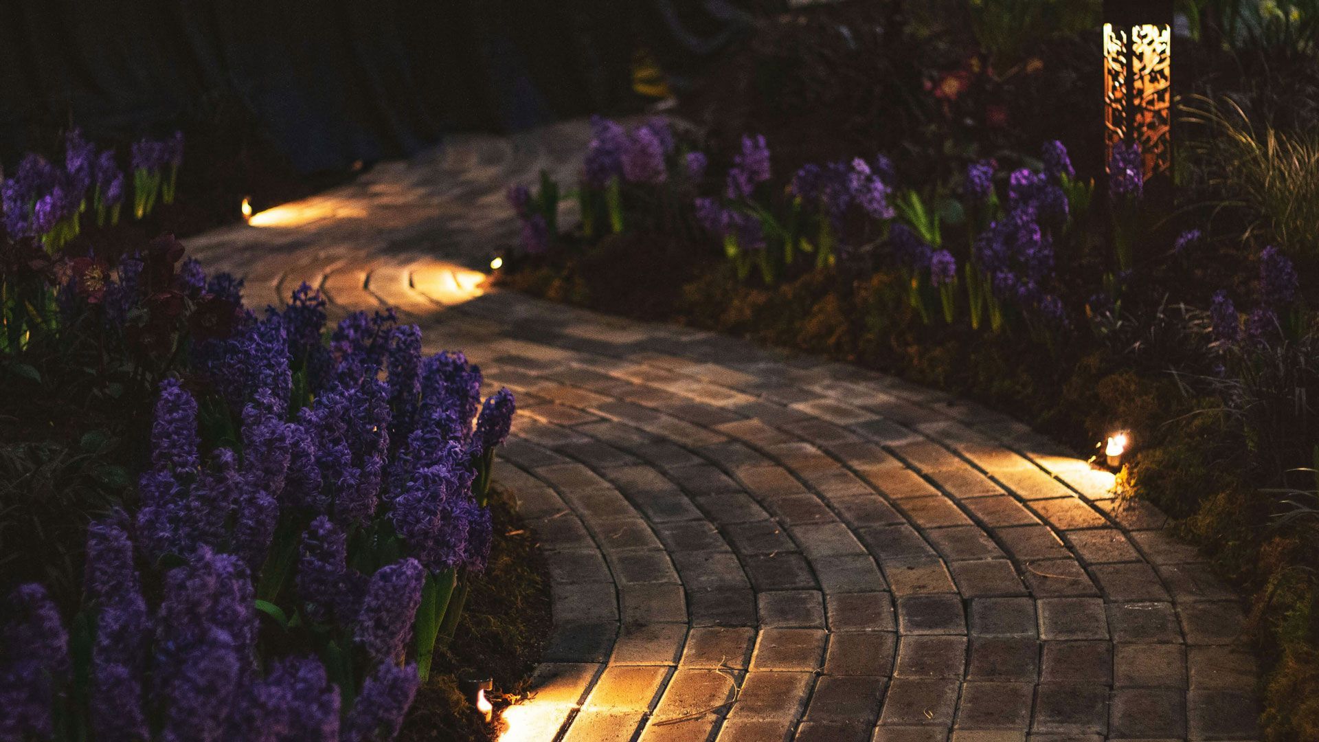 Brick pathway winding through a garden of purple flowers, illuminated by warm lights at night.