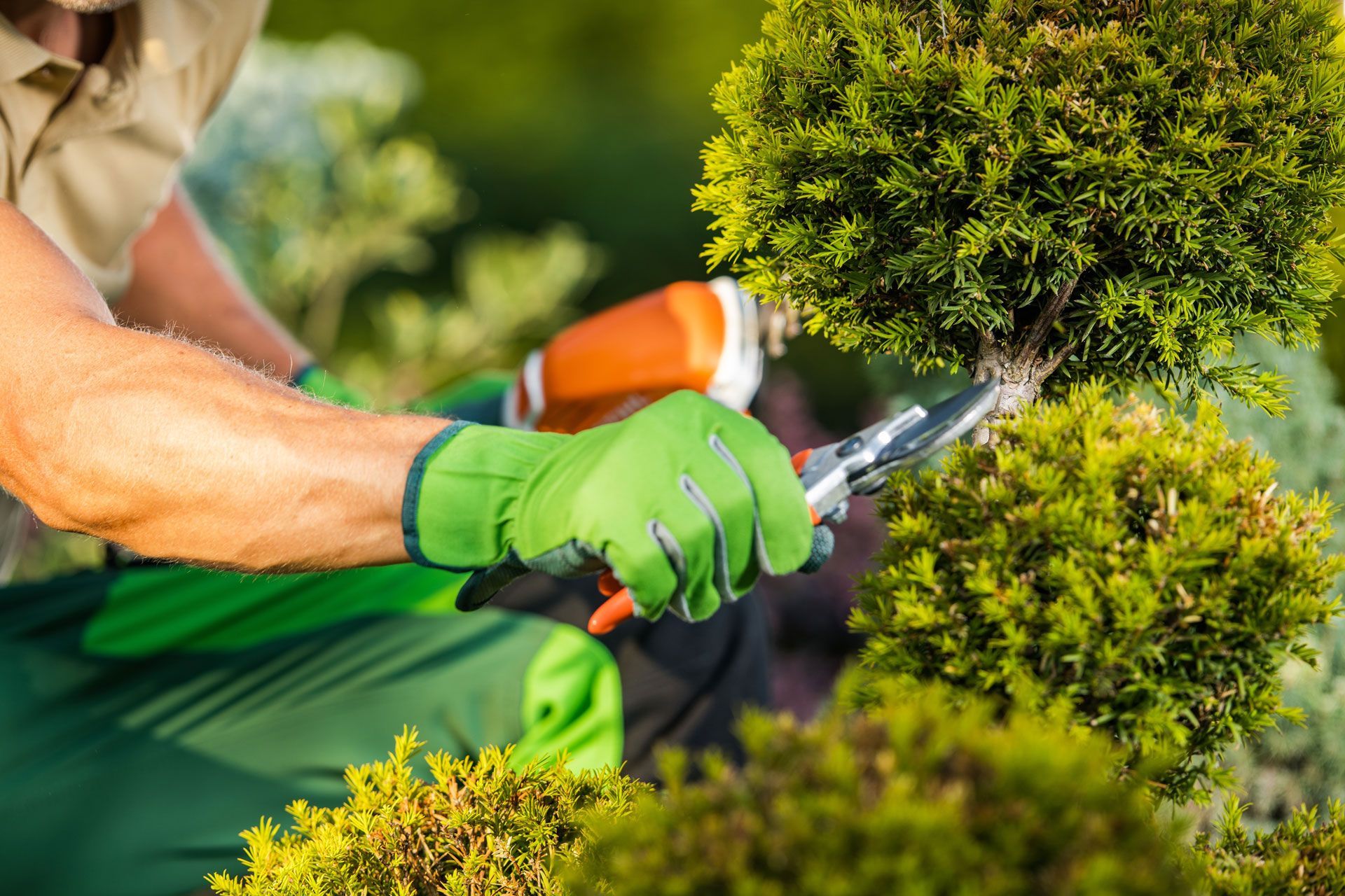 Gardener in green gloves trimming a shrub with pruning shears in a sunny garden