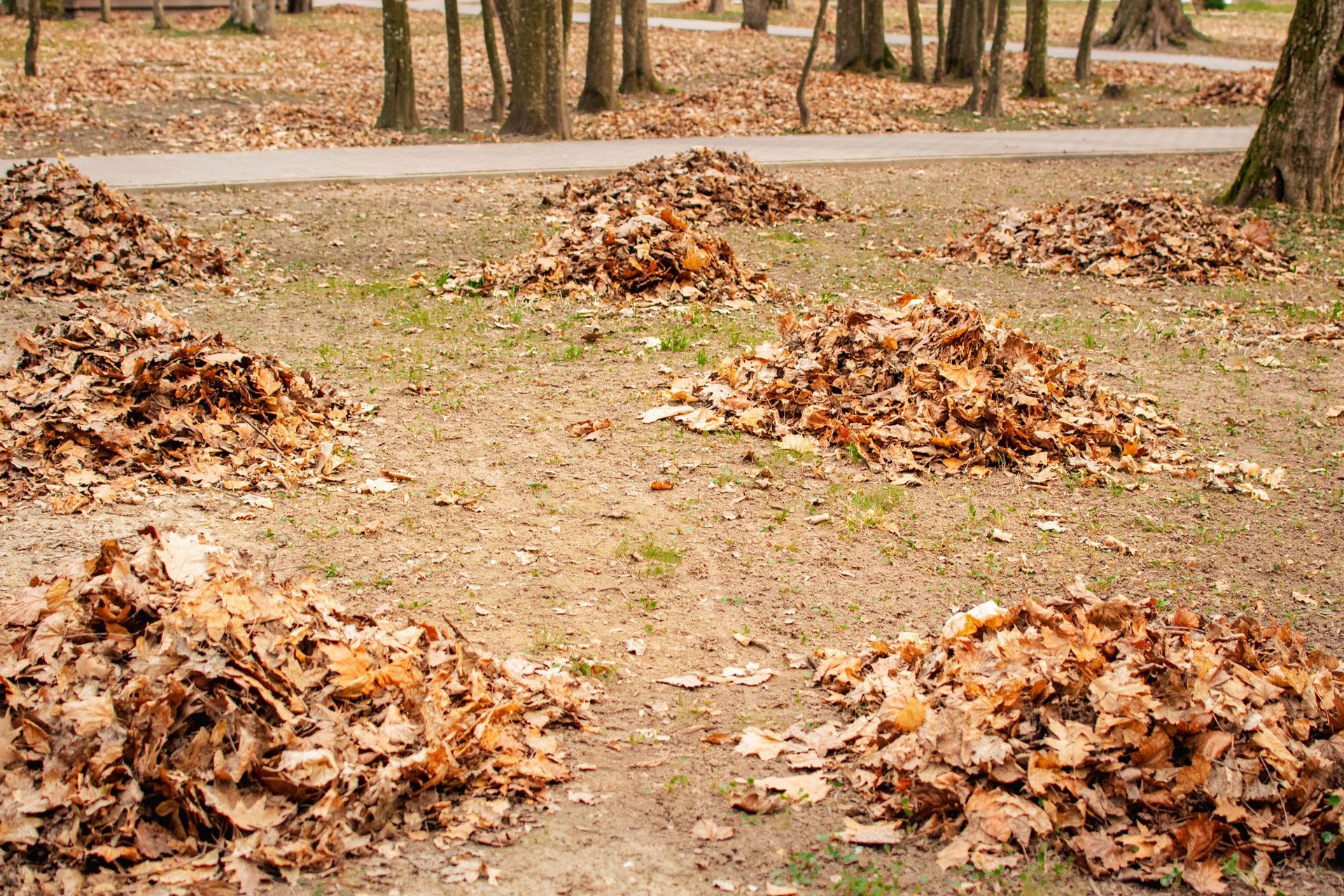 Piles of fallen autumn leaves scattered across a park path with trees in the background