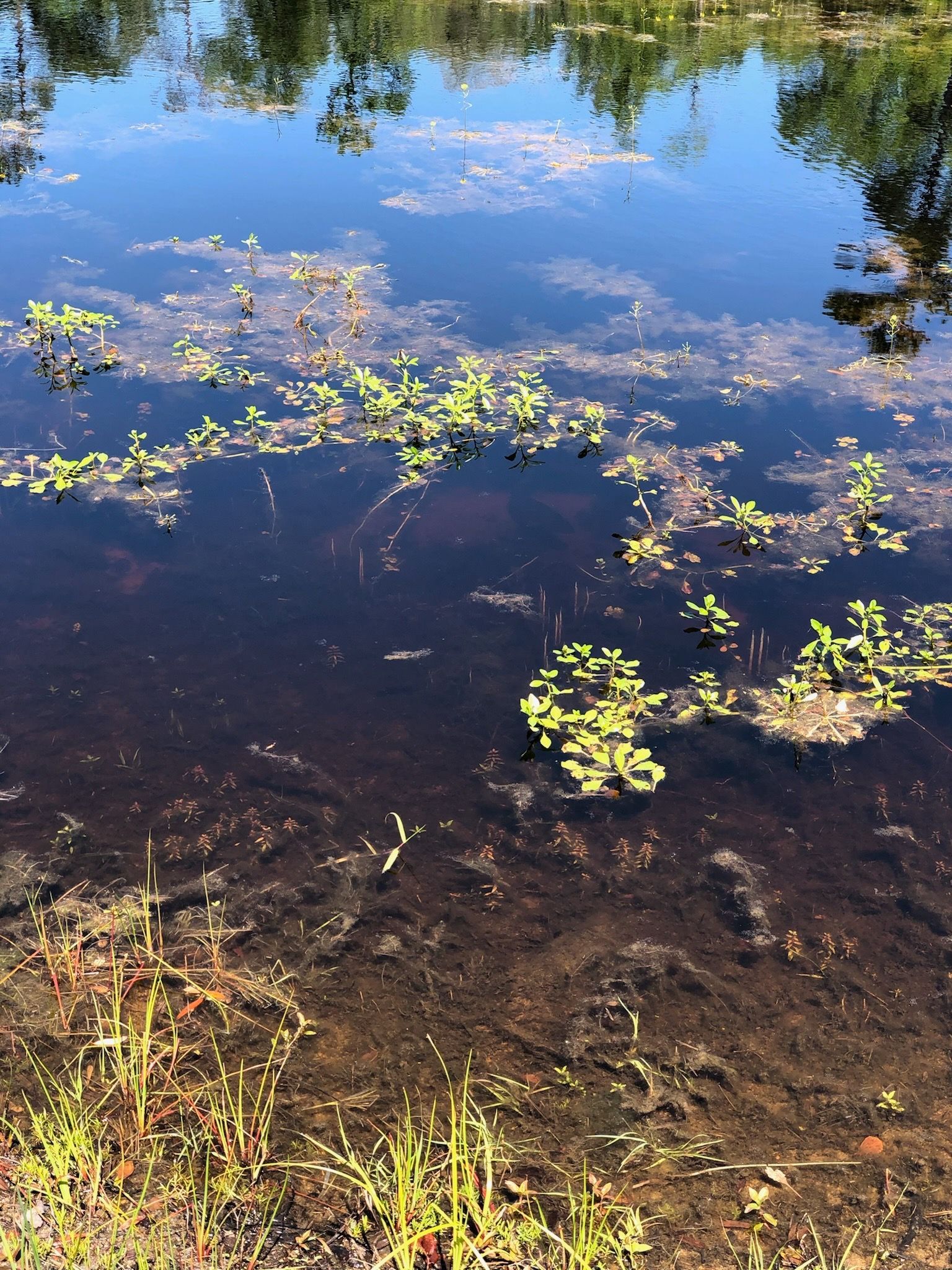 Lake and Pond Management