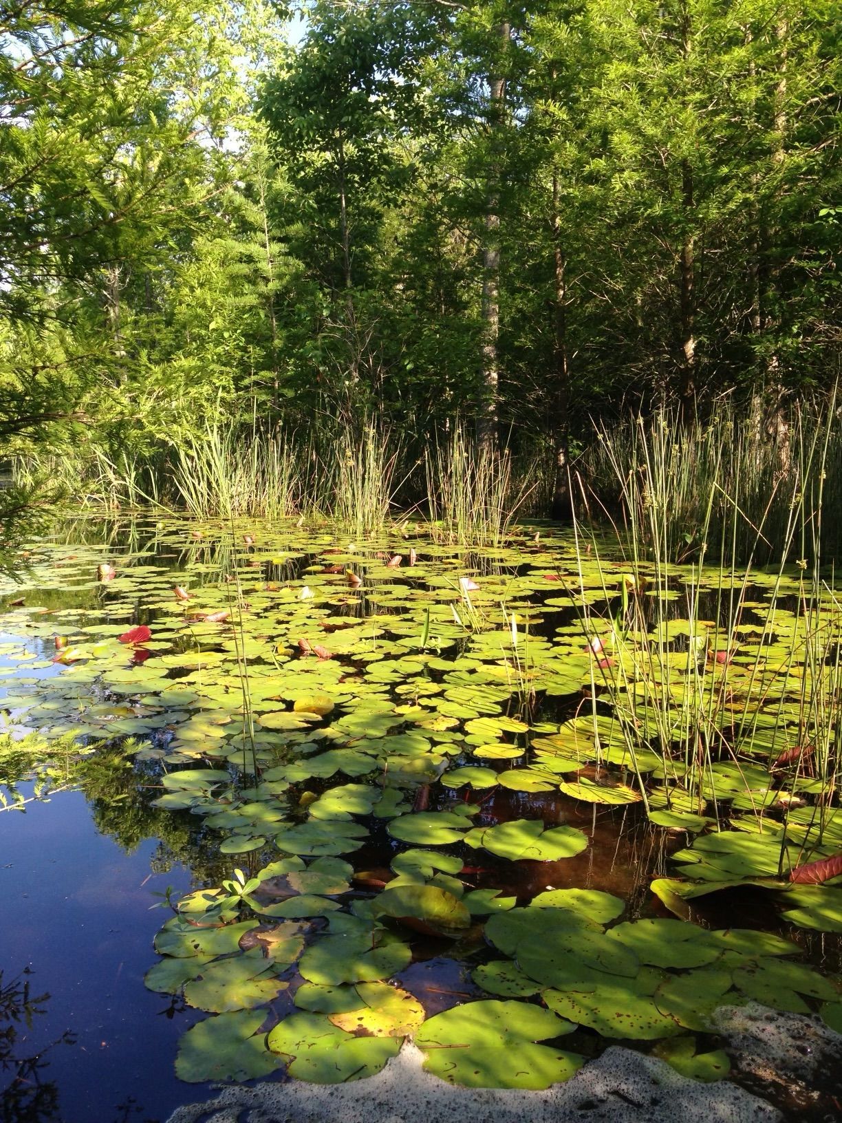 Lake and Pond Management