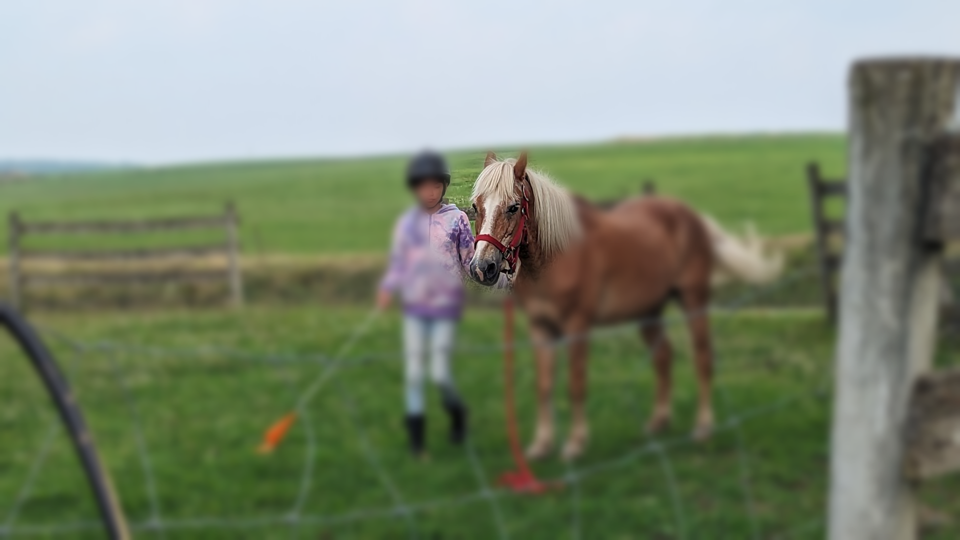 Young girl holding a stick and flag, leading a palomino pony inside a fenced arena