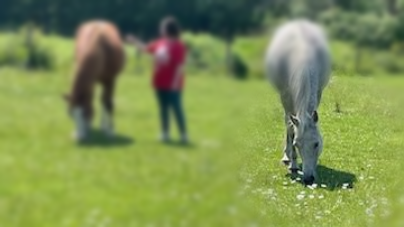 Person in red shirt standing between two grazing horses in a sunny green field.