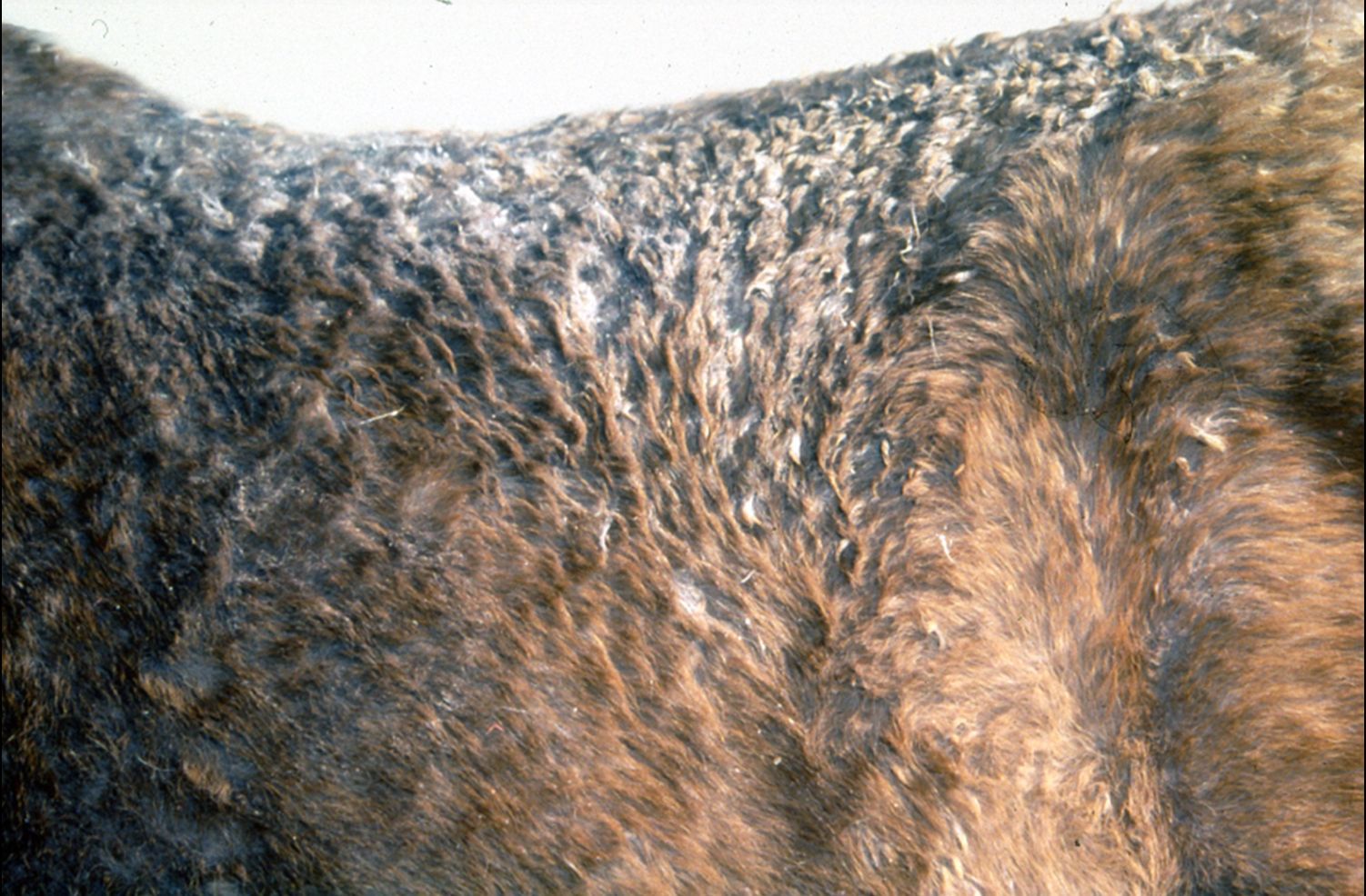 RAIN ROT Close-up of a brown and black furry animal's back with mottled fur texture