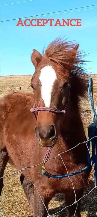 Brown horse with white blaze wearing a halter in a sunny pasture