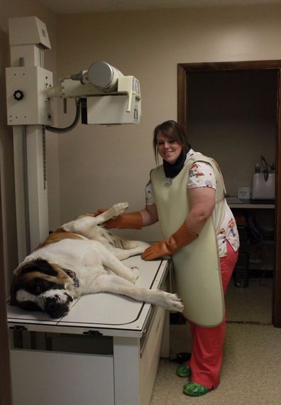 Radiology Services at  Western Reserve Animal Clinic