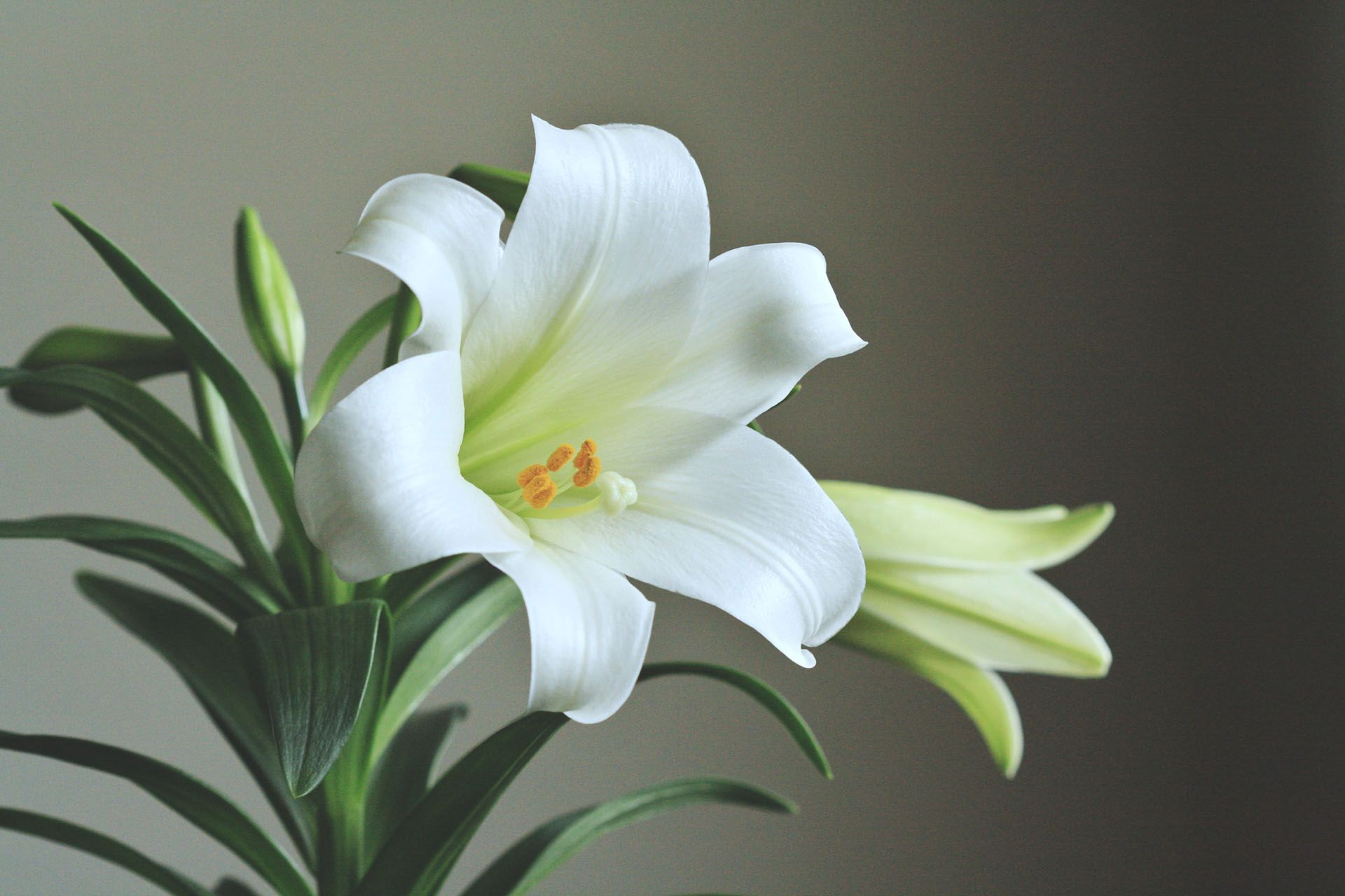 Obituaries for Smithfield NC at R. L. Sanders Funeral  Home