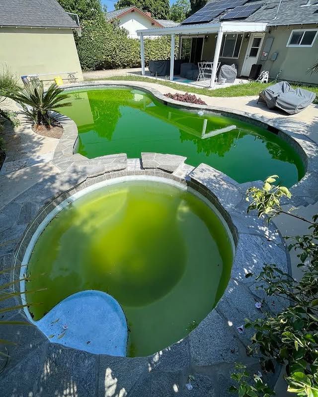 A swimming pool with green water and a house in the background.