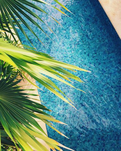 A swimming pool with a palm tree in the foreground
