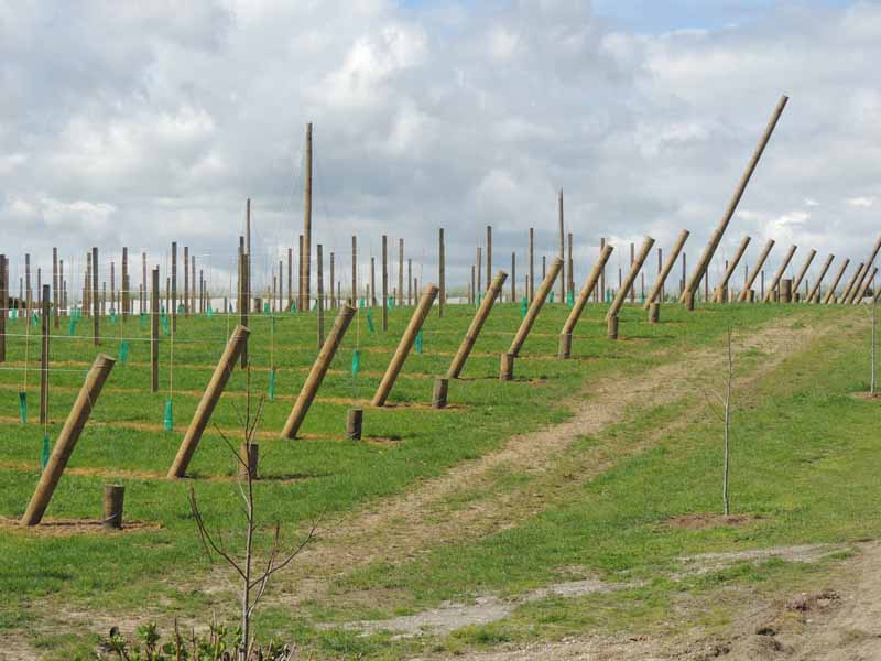 View of a field with fencing