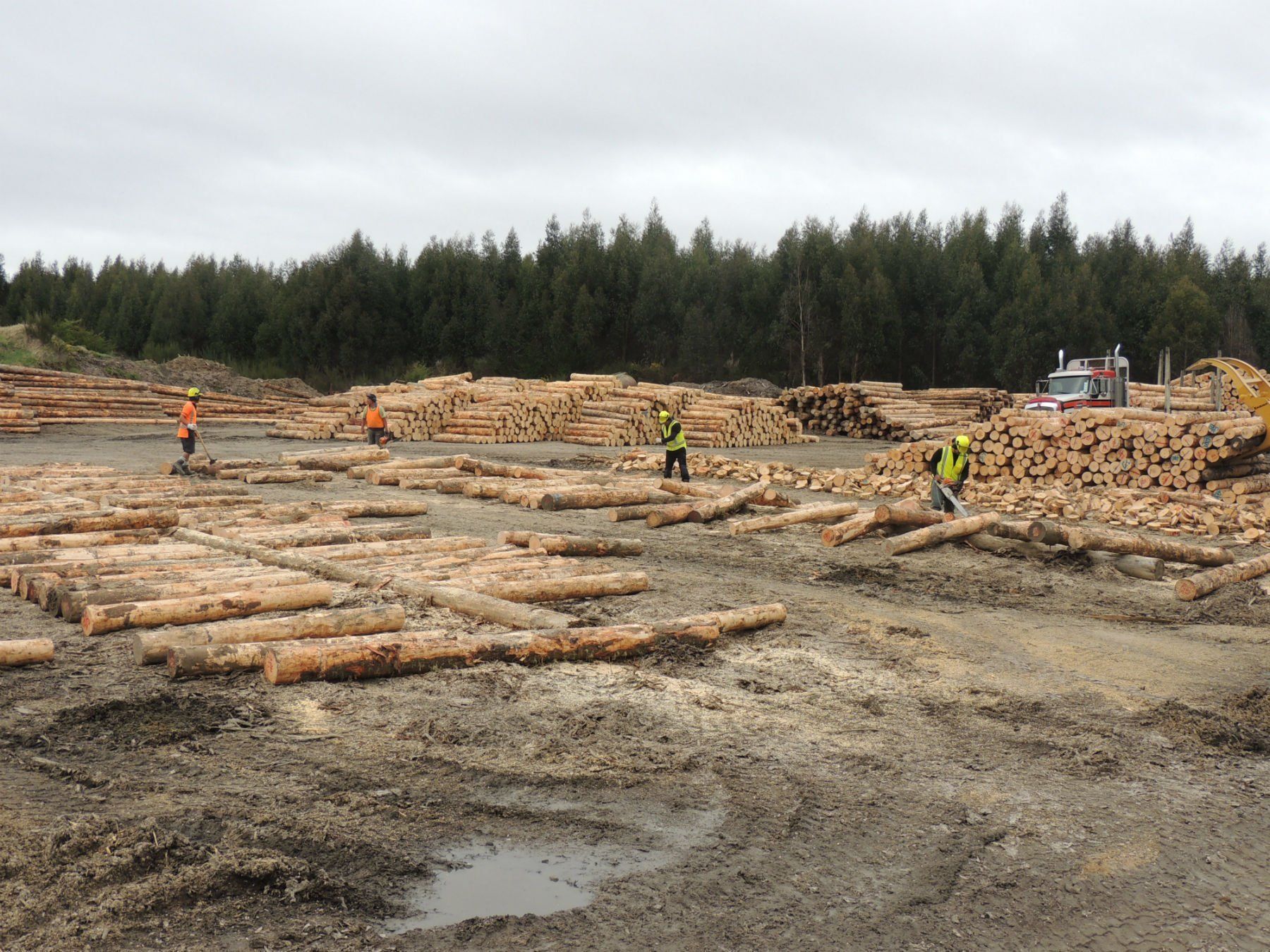 Company's premium quality roundwood