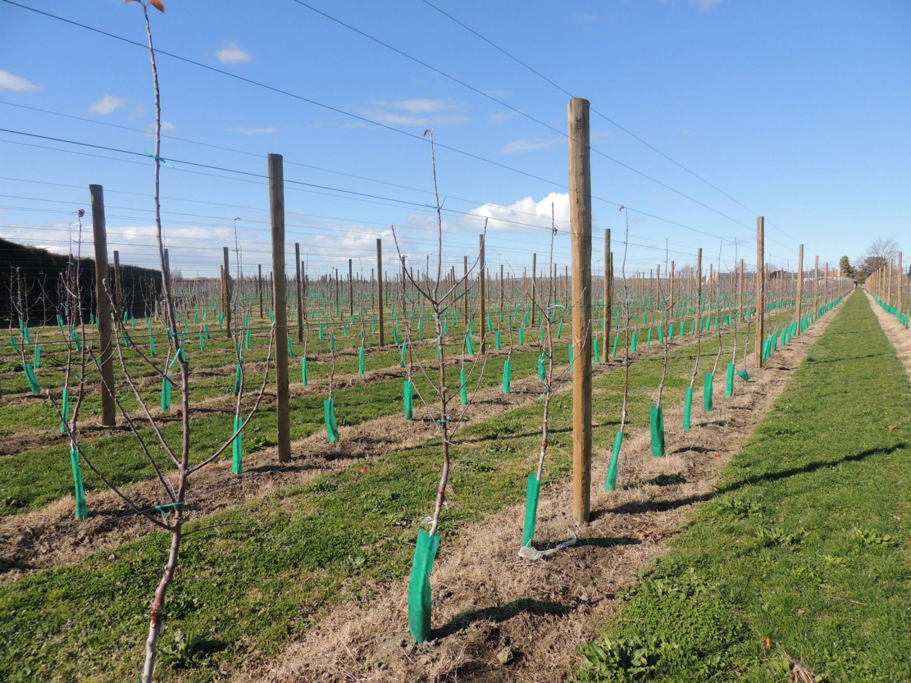 Display of roundwood